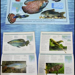 Sách ngoại văn tiếng Anh-An essential guide to choosing your tropical freshwater fish