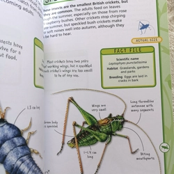 SPOT 50 INSECTS  405261