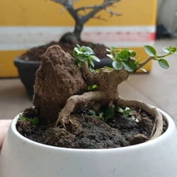 Sam hương ôm đá siêu mini 446280
