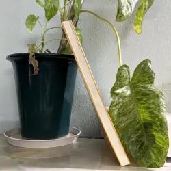 Đi qua hoa cúc 746418