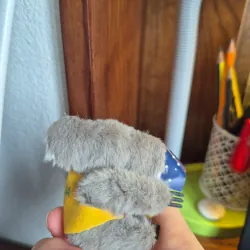 Kẹp Koala Úc - dùng làm kẹp máy tính, kẹp gương 973819