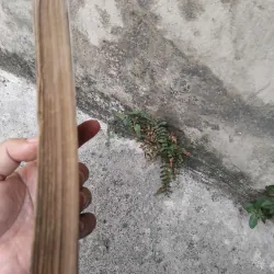 Tây Dương Gia Tô bí lục  1006735