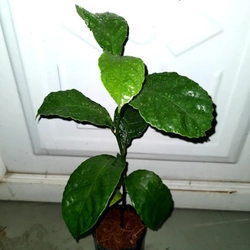 Cây chay ruột đỏ giống 501655
