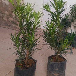 Cây tùng La Hán, chiều cao 40cm, như hình chụp  501590