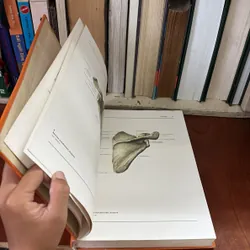 II Atlas der Anatomie des Menschen - Band 1 + 2 - Bertolini, Leutert - 1987 593995