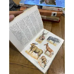 Animaux Exotiques 560699