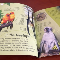 PICTURE BOOK Explores Rainforests 534499