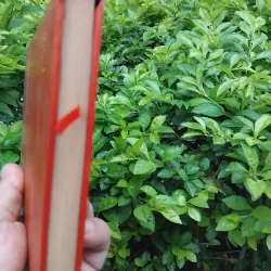 Hổ phù kịch lịch sử của Quách Mạt Nhược  994799