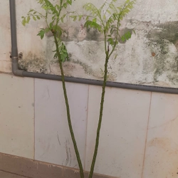 Cây hoa hòe, chiều cao 80-90cm 502648