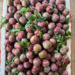 Mận hậu Sơn la  1009592