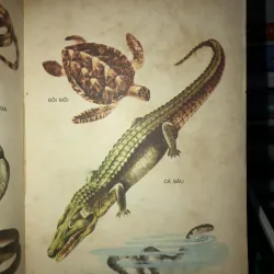 Từ điển học sinh   786811