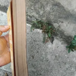 Trạng trình Nguyễn Bỉnh Khiêm  1022826