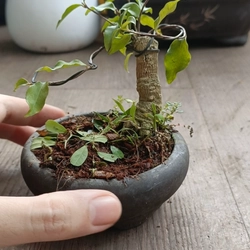 Hồng ngọc mai siêu mini [Bonsai siêu mini] [Bonsai để bàn] 462211