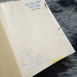 Các loài chim Việt Nam (Lê Mạnh Hùng) 736179