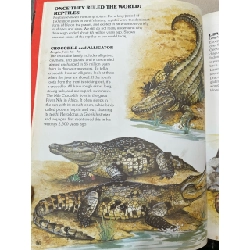 Animal Discovery 797334