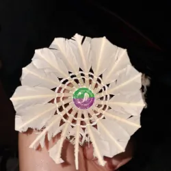 Cầu Lông Pando đã sử dụng 1005951