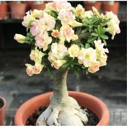 Bịch 10 hạt giống hoa sứ kép Bonsai màu vàng – Mã số 1800