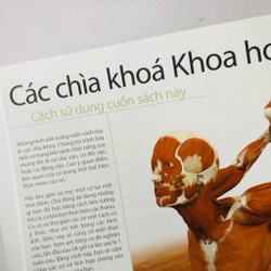 HƯỚNG DẪN VỀ GIẢI PHẪU CHỨC NĂNG TRONG YOGA CÁC CƠ CHÍNH TRONG YOGA 