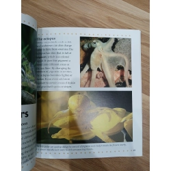 What are Camouflage and Mimicry? - Bobbie Kalman 547747