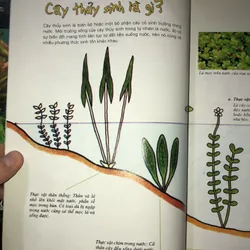 Cây cảnh trong nước - Trồng và chăm sóc 100 loại cây cảnh trong nước  732804