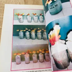 NẤM LINH CHI CÂY THUỐC QUÝ 974766