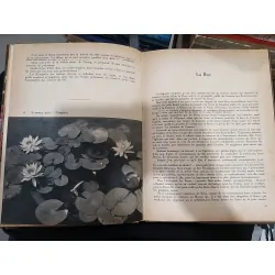 Belles fleurs de nos jardins