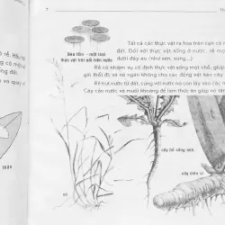 Hoa (Thế giới quanh ta) 674770