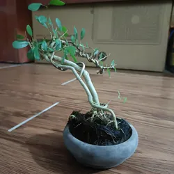 Linh sam văn nhân siêu mini [Bonsai siêu mini để bàn] 563900