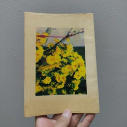 Kỹ Thuật Trồng Và Ghép Mai 477380