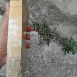 Trạng trình Nguyễn Bỉnh Khiêm  1022826