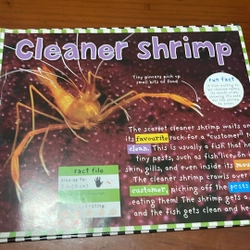 PICTURE BOOK Coral reef 536436