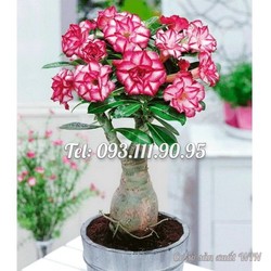 Cây hoa sứ kép Thái Lan - Mã số 1026