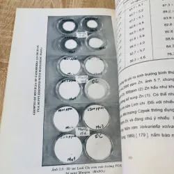 NẤM LINH CHI CÂY THUỐC QUÝ 974766