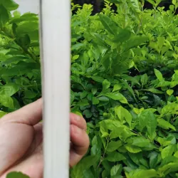 Giới thiệu một số loài thú của Đông Dương và Thái Lan 975216