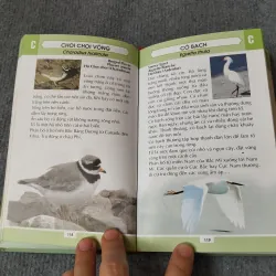 TỪ ĐIỂN TRANH VỀ CÁC LOÀI CHIM 719833