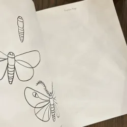 ✨𝑯𝒐𝒘 𝒕𝒐 𝑫𝒓𝒂𝒘 𝑰𝒏𝒔𝒆𝒄𝒕𝒔: 𝑺𝒕𝒆𝒑-𝒃𝒚-𝑺𝒕𝒆𝒑 𝑫𝒓𝒂𝒘𝒊𝒏𝒈𝒔!✨ 712564