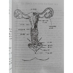 Chăm sóc phụ nữ - BS. Thế Ân 1020630