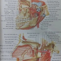 ATLAS GIẢI PHẪU NGƯỜI  541095