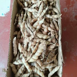 Đậu săng thanh nhiệt  1009815