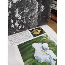 Les jardins et les fleurs: La décoration 593854