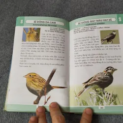 TỪ ĐIỂN TRANH VỀ CÁC LOÀI CHIM 719833
