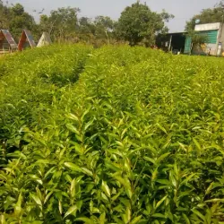 Lá vối nếp tươi 758114