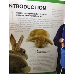 Golden tips for keeping your first Rabbit mới 85% bẩn nhẹ Amanda O'Neill HPB2607 NGOẠI VĂN 191160