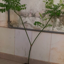 Cây hoa hòe, chiều cao 80-90cm 502648