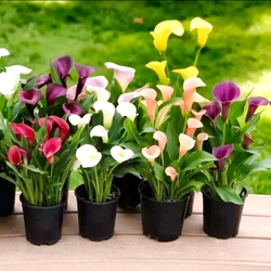 Hạt giống hoa rum Calla Lily – Bịch 10 hạt – Mã số 1381