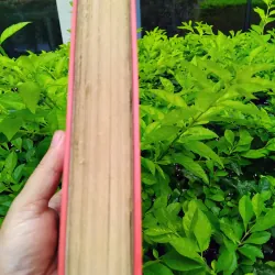 Đỉnh gió hú của Emily Bronte 960820