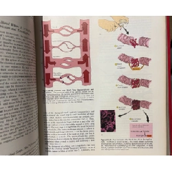 The nature of life - John H. Postlethwait & Janet L. hopson