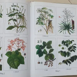CÂY THUỐC VỊ THUỘC VIỆT NAM  931945