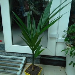 Cây cau ăn trái, cây giống, như hình ảnh 78132