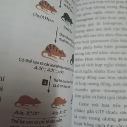 Sách Sinh Học phân tử của tế bào tập 2 - Nhiều Dịch Giả, Bìa Mềm, Ống Đứng 696912